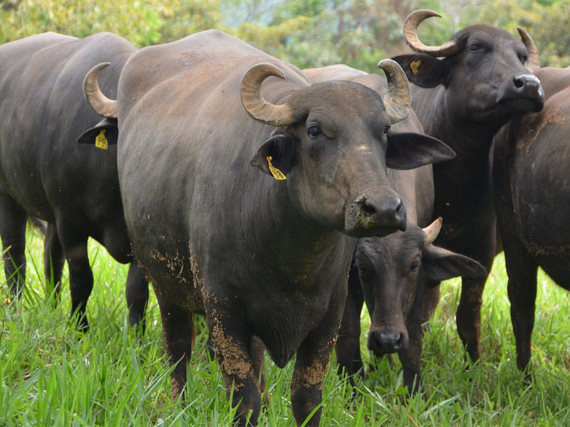 entrecot de búfalo: origen del animal