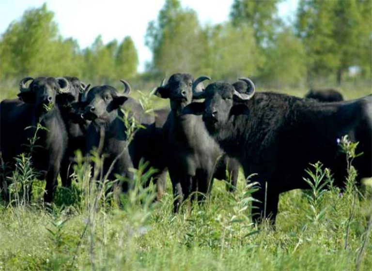 Carne de búfalo